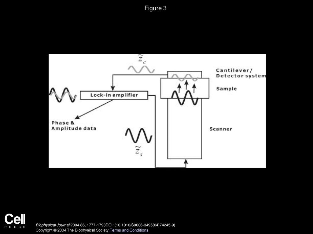 Determination Of Frequency Dependent Viscoelastic Moduli Of Peptide Rna