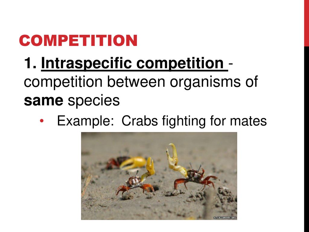 Competition 1. Intraspecific competition - competition between organisms of same species.