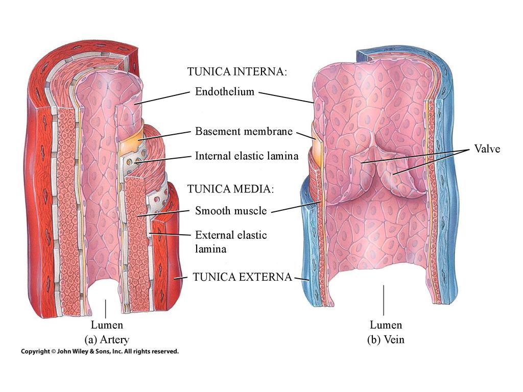 Эластичная оболочка. Внутренняя эластическая мембрана. Internal Elastic lamina. Внутренняя эластическая мембрана артерии. Гладкие оболочки.