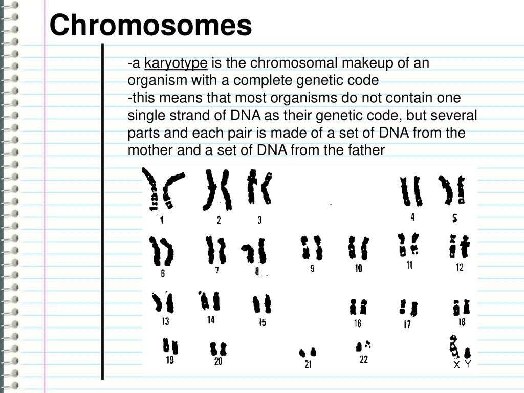 Chromosomes -a chromosome is just a condensed structure of DNA (DNA  condenses because it can be about 2 m long fitting in a tiny cell)  -pictured above. - ppt download