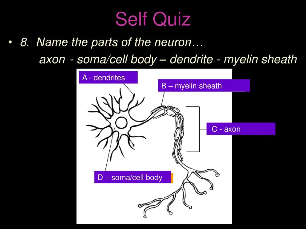 Parts of a Neuron Quiz