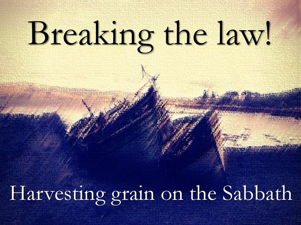 Harvesting grain on the Sabbath