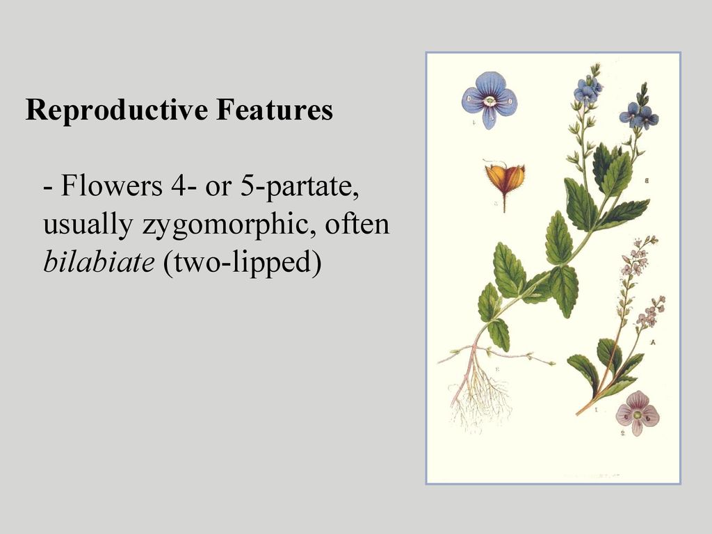Reproductive Features - Flowers 4- or 5-partate, usually zygomorphic, often bilabiate (two-lipped)