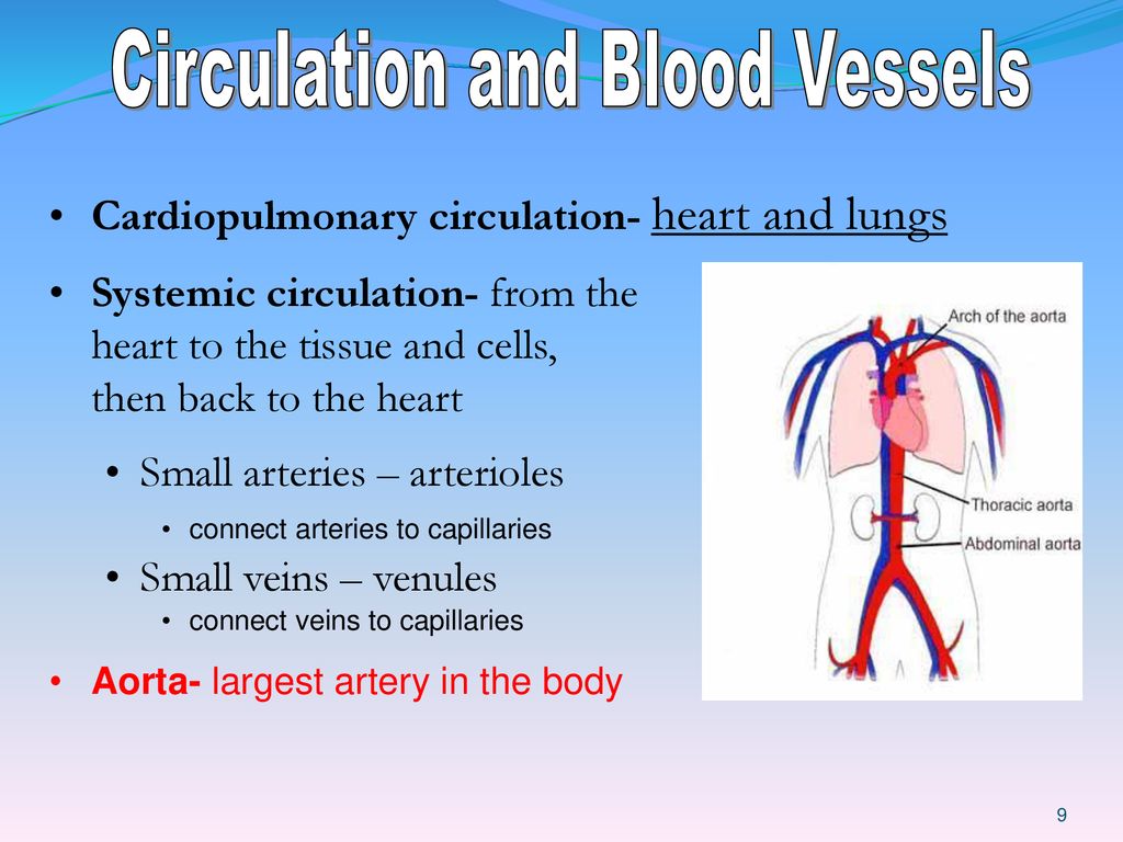 C i r c u l a t o r y S y s t e m. Biology Diagrams