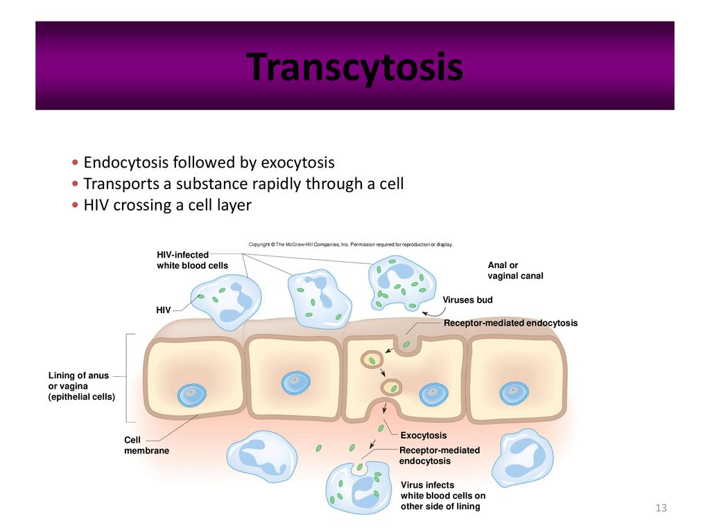 Cell Transport Ch Ppt Download