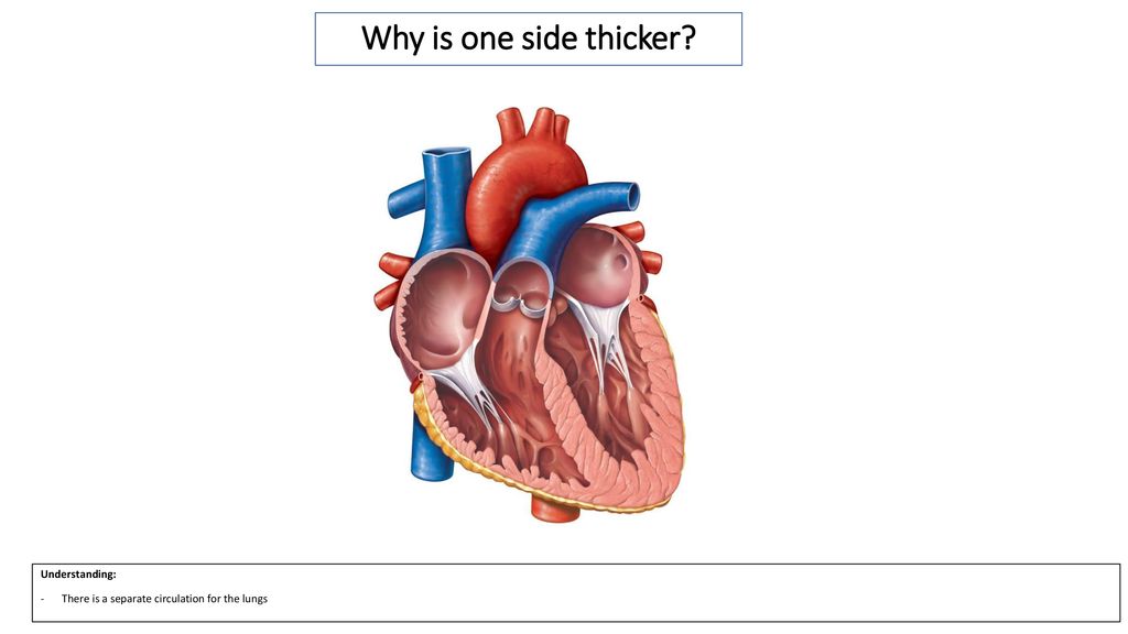 Why is one side thicker Understanding: