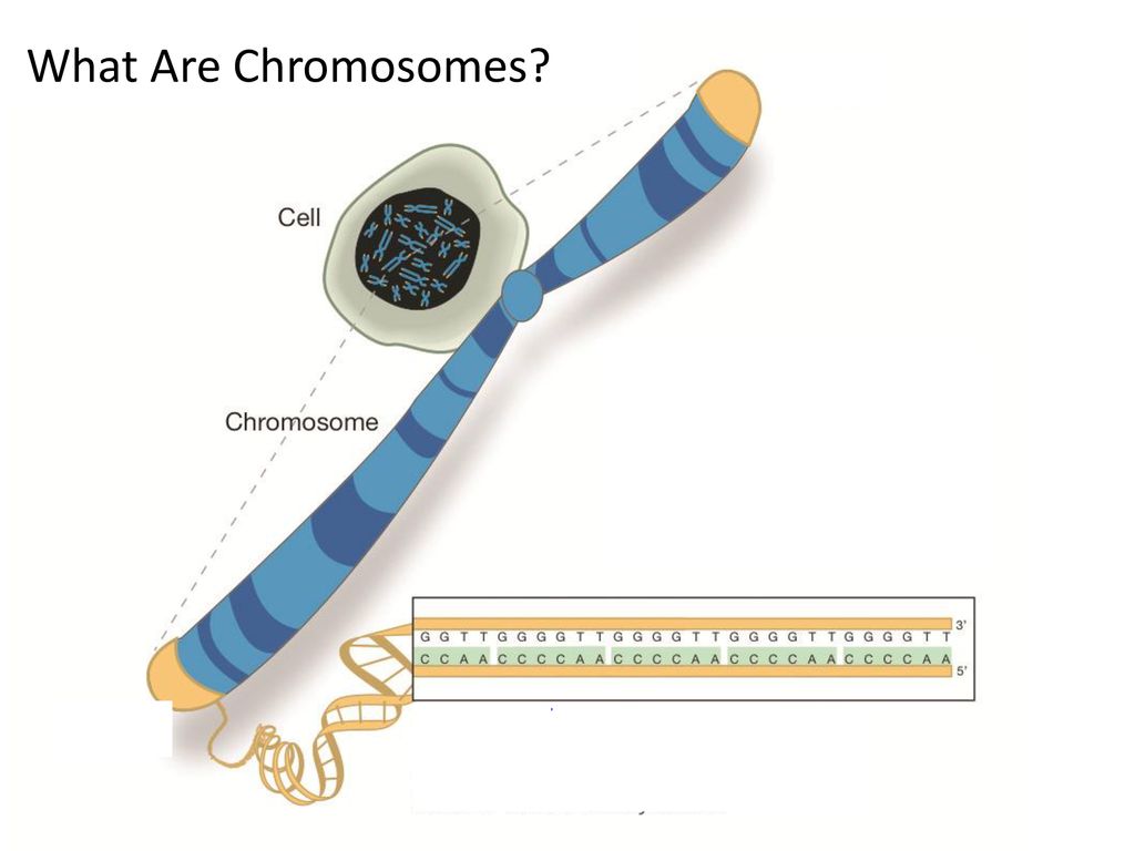 Клетки б укорачивание. Теломер хромосомы. Теломеры ДНК. Хромосома ДНК теломеры. Теломеры клетки.
