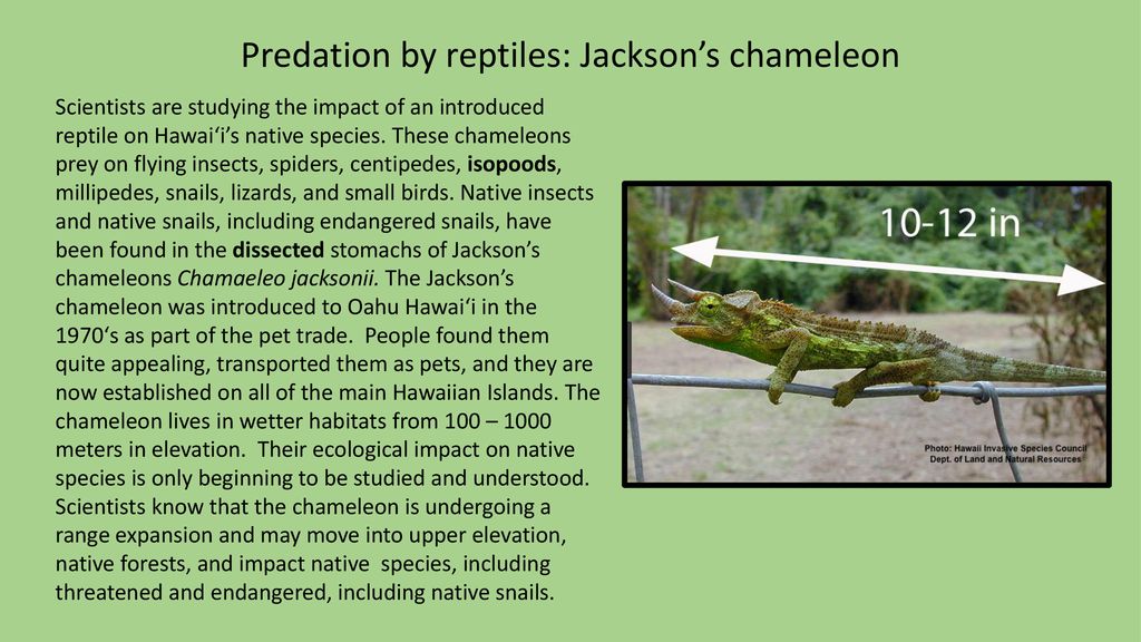 Native Snails of Hawaiʻi - ppt download