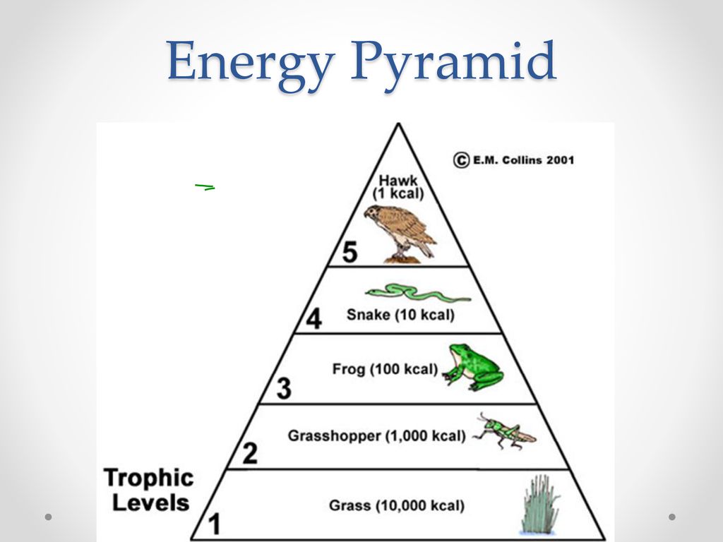 Presentation on theme: "Food Chains, Food Webs and Energy Pyramids&quo...
