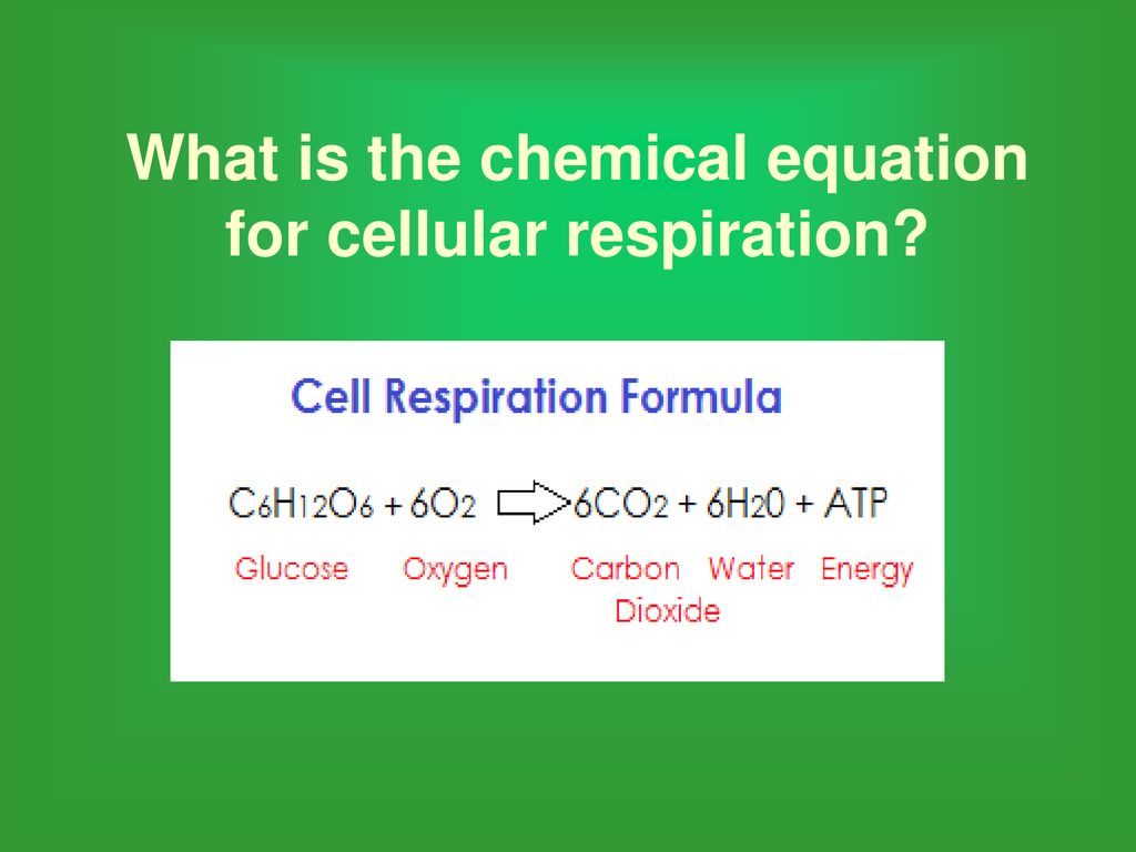 Photosynthesis & Respiration - ppt download