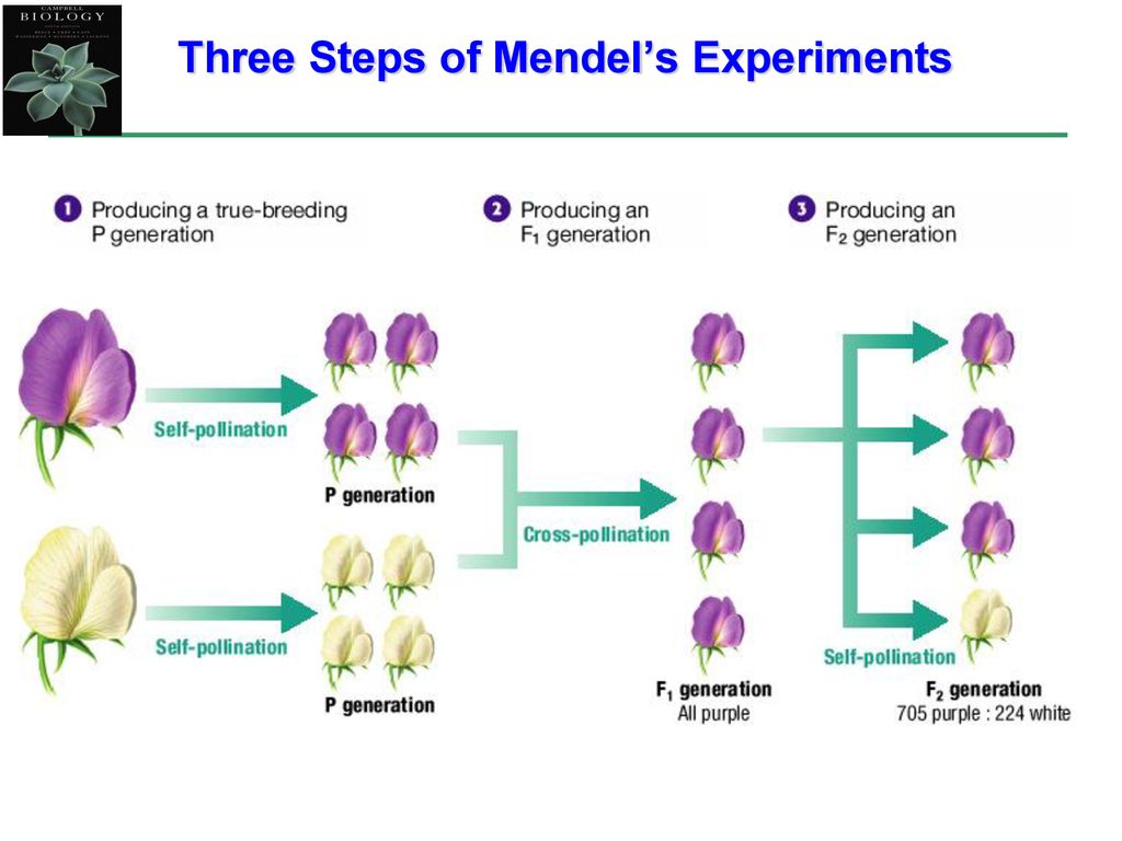 Three Steps of Mendel’s Experiments