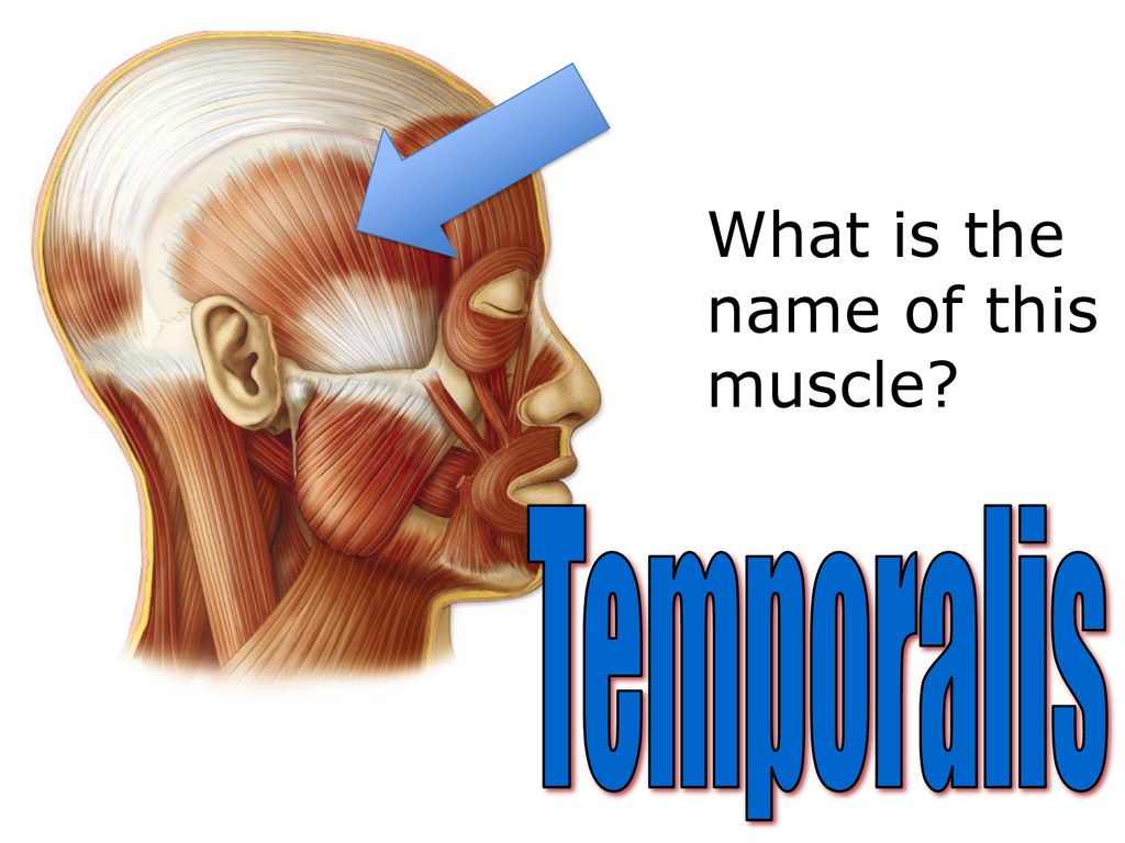 Name This Muscle. Orbicularis Oris. - Ppt Download