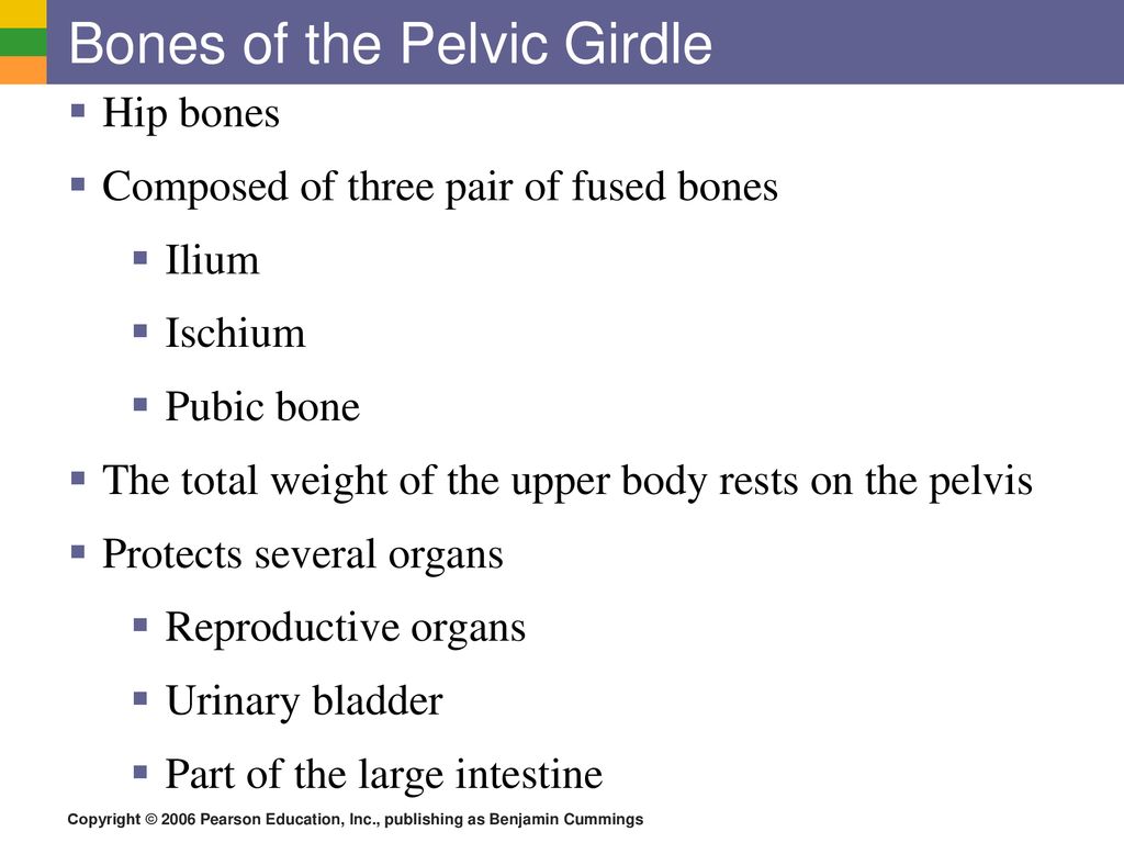 The Skeletal System Biology Diagrams