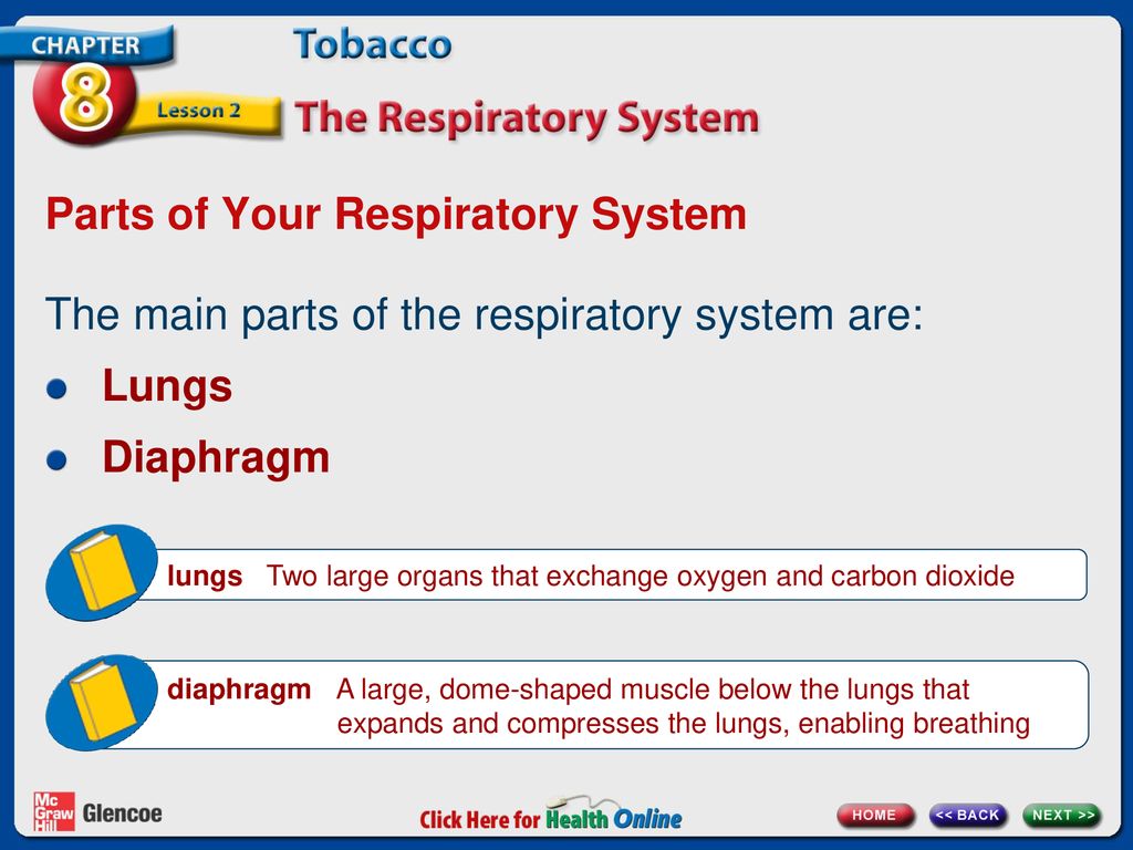 Parts of Your Respiratory System