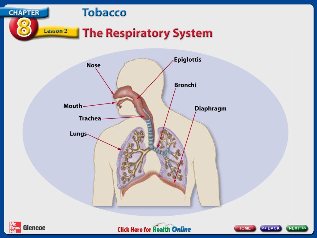 These are the parts of the respiratory system.