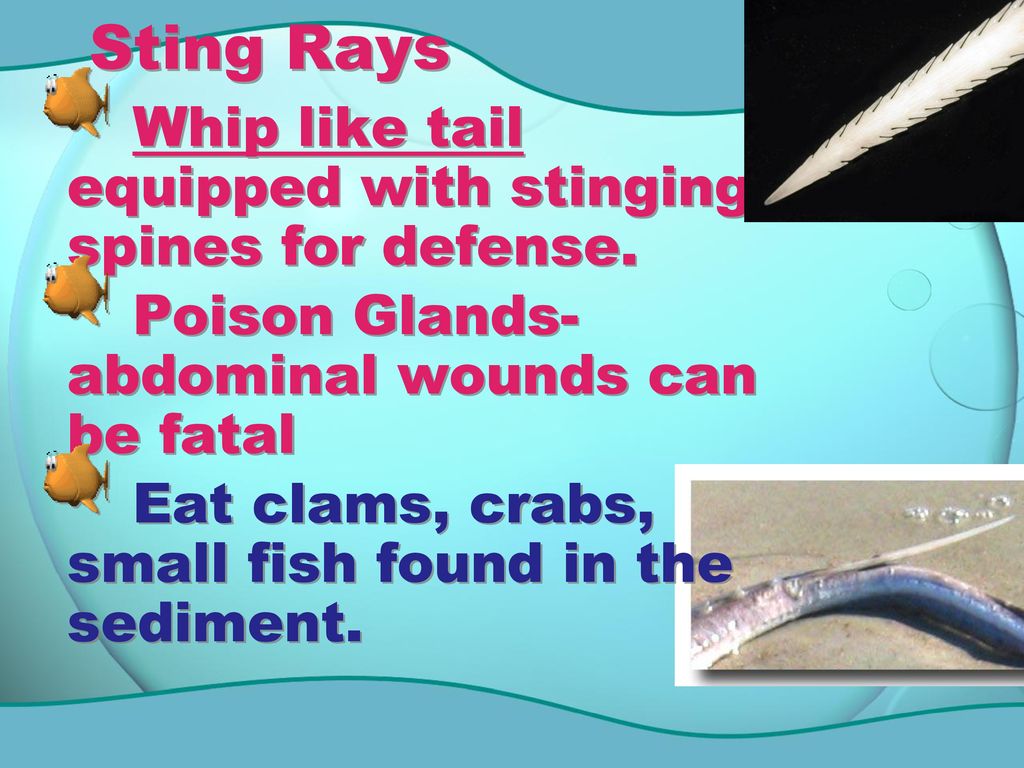 Sting Rays Whip like tail equipped with stinging spines for defense.