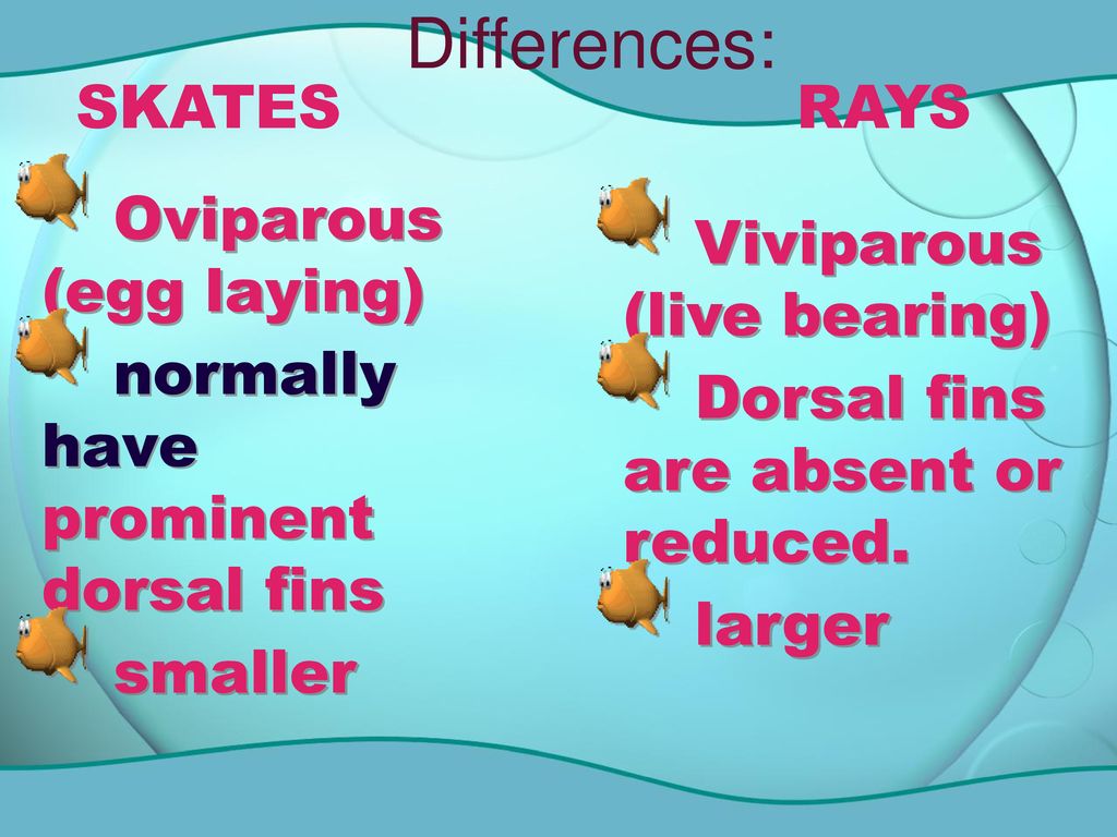 Differences: SKATES RAYS Oviparous (egg laying)