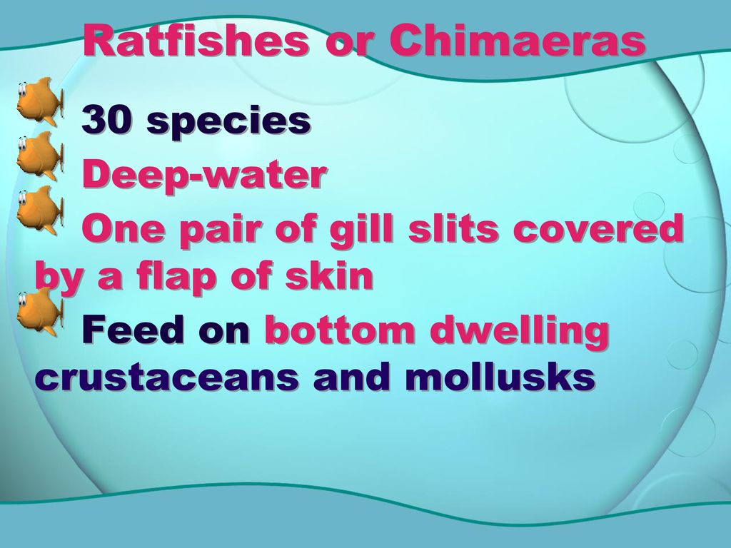 Ratfishes or Chimaeras