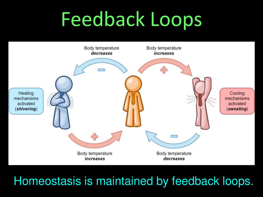Homeostasis Ppt Download homeostasis-ppt-download