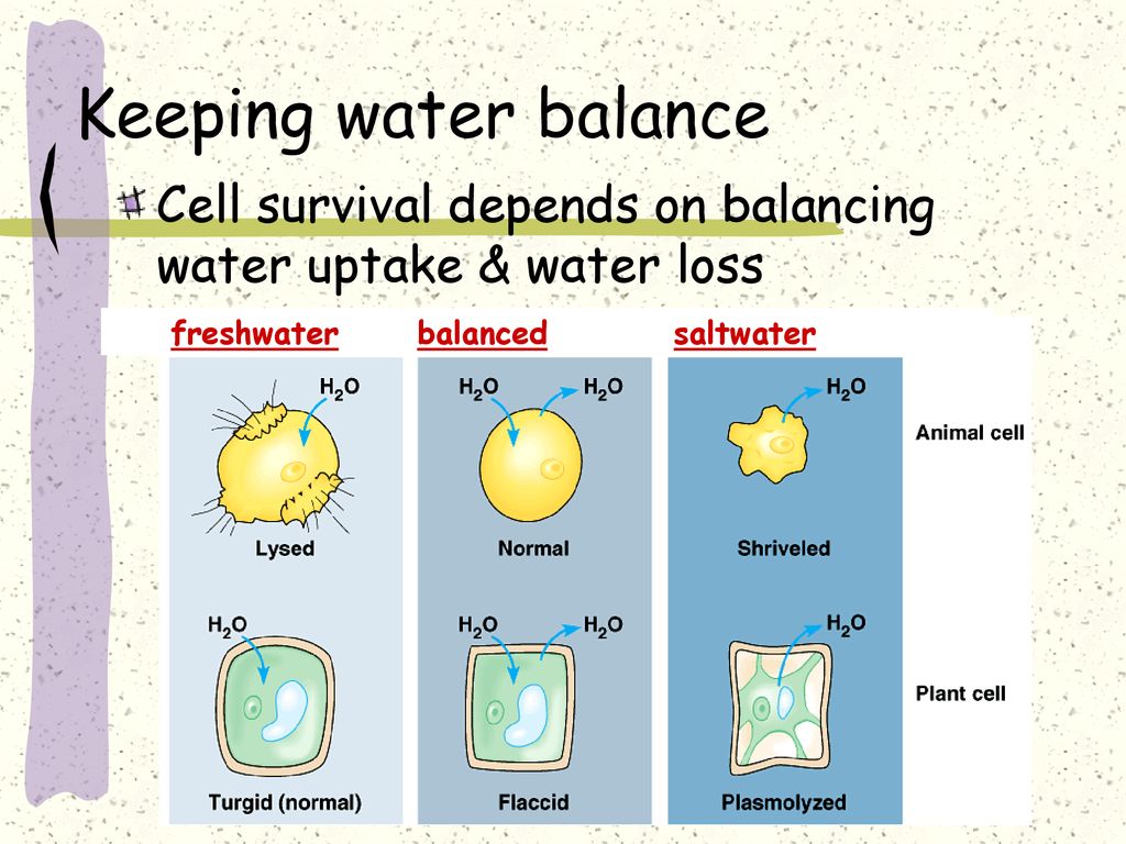 Keeping water balance Cell survival depends on balancing water uptake & water loss. freshwater. balanced.