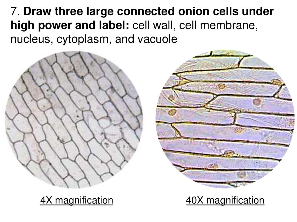 Lab: Comparing Plant and Animal Cells - ppt download