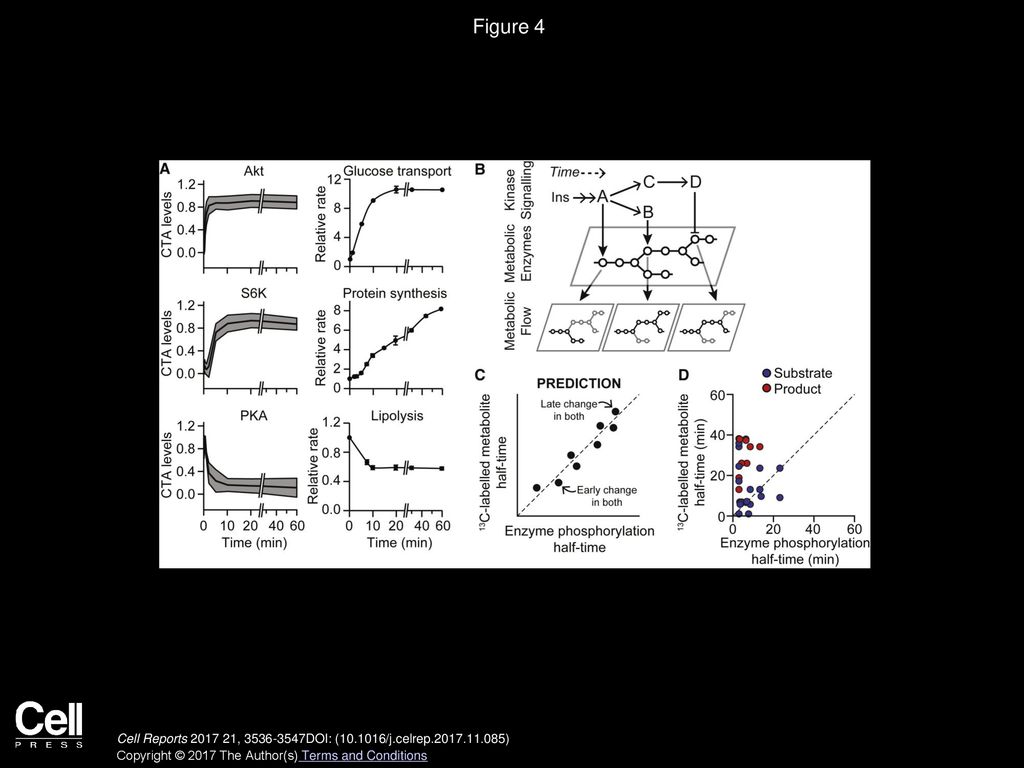 Figure 4 Kinase Activity Corresponds with Biological Processes but Precedes Changes in Glucose-Centric Metabolism.