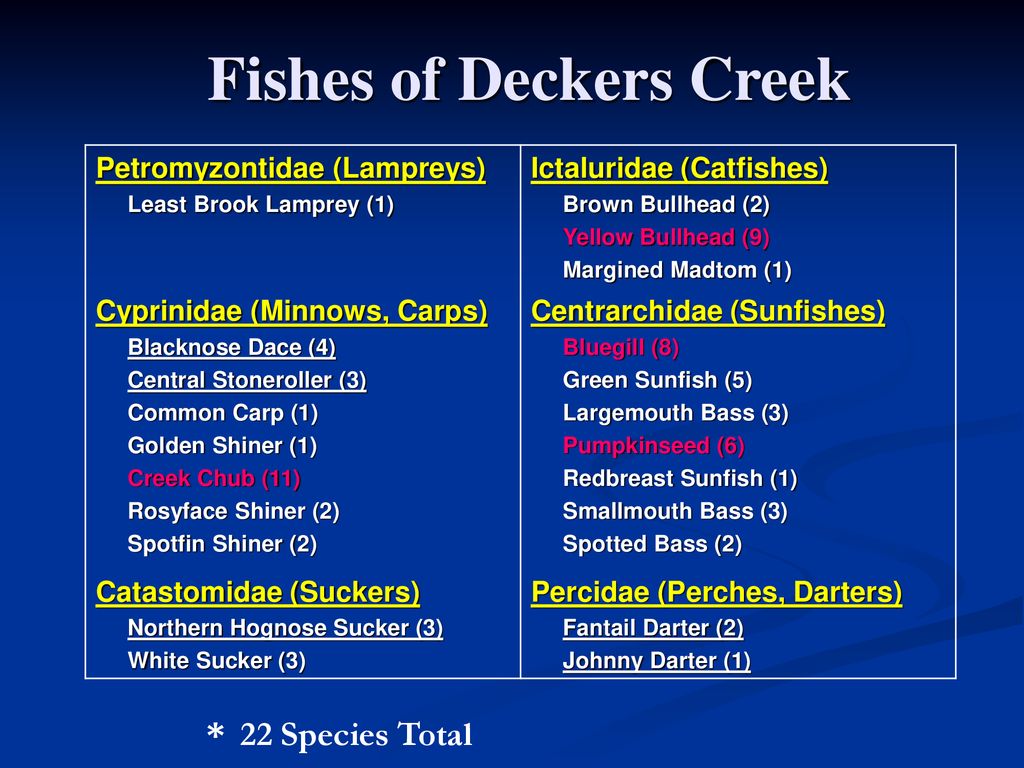 Fishes of Deckers Creek - ppt download
