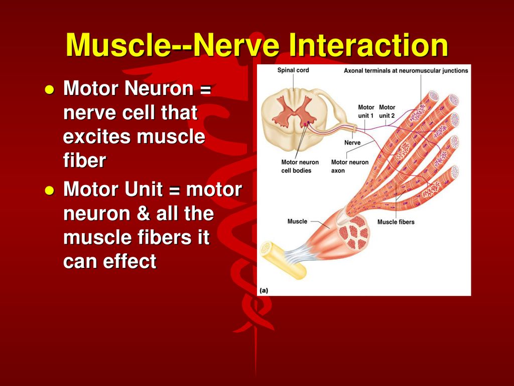 The Muscular System. - ppt download