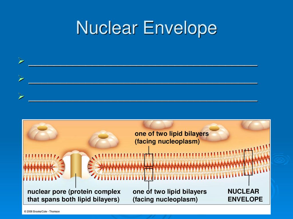 PowerLecture: Chapter 4 Biology Diagrams