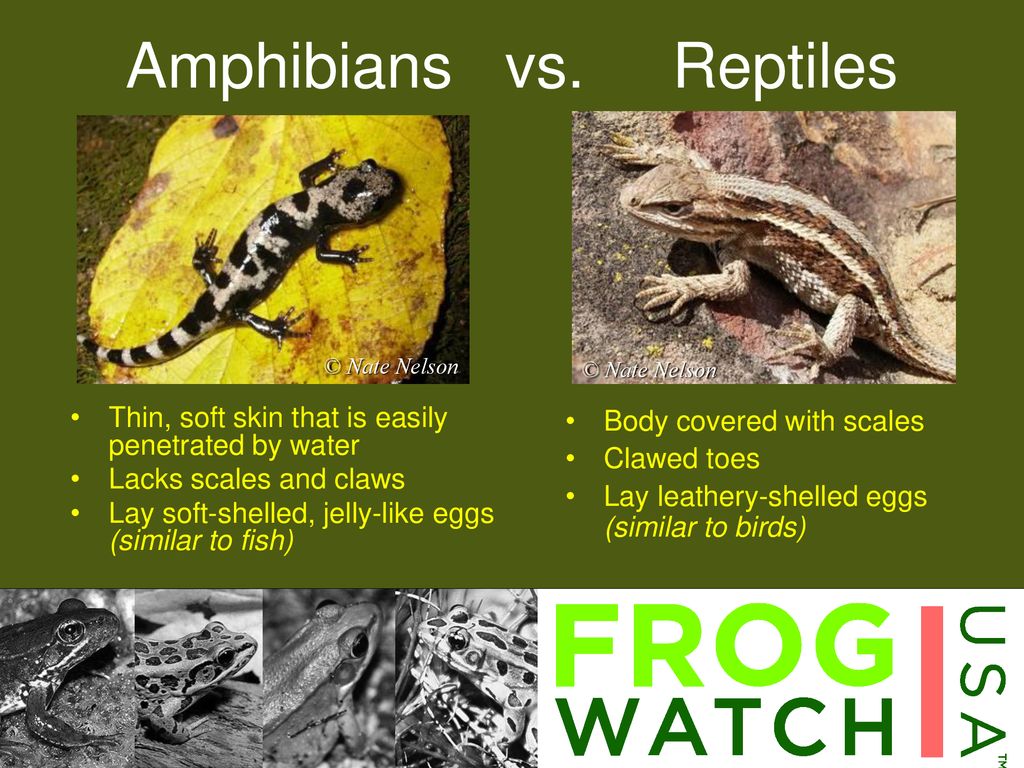 Frog Parking Only All Others will be Toad - ppt download