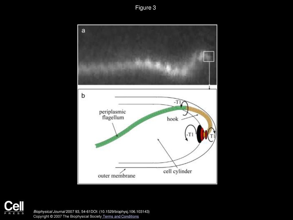 The Shape and Dynamics of the Leptospiraceae ppt download