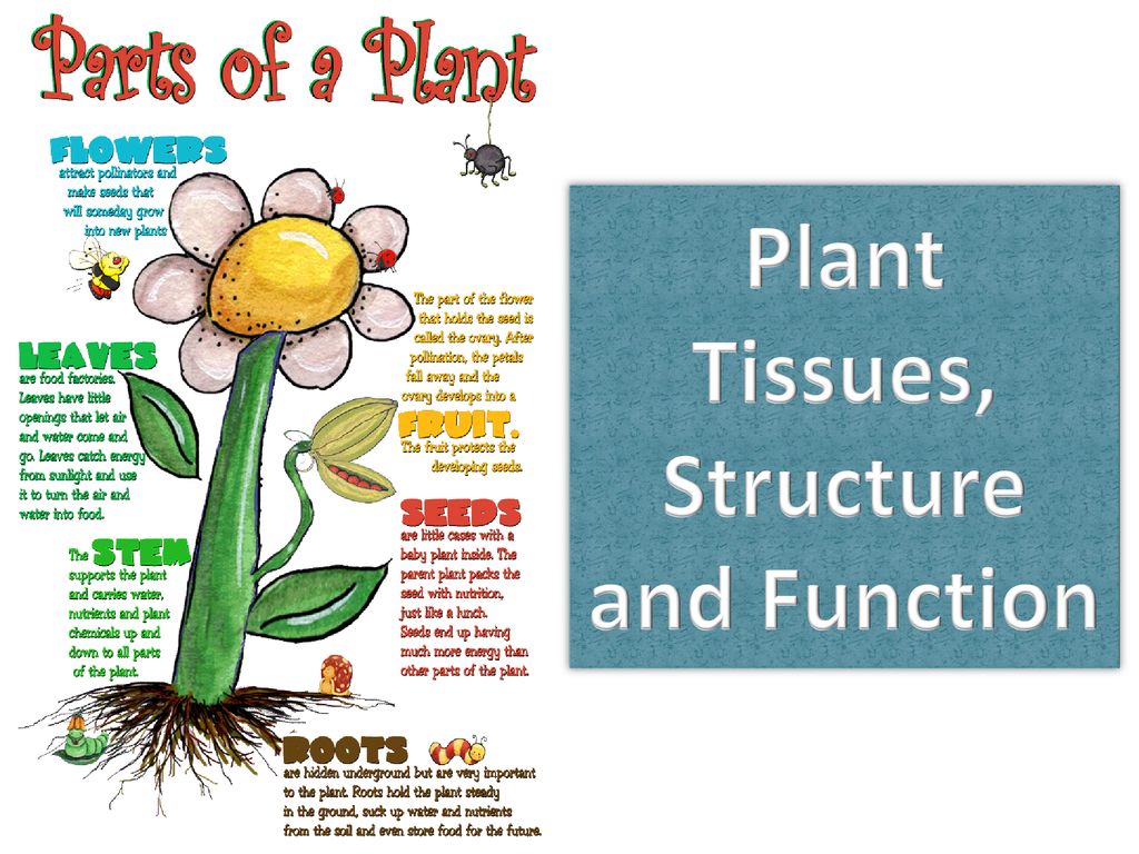 Plant structure. Plant Tissue structure. Grow Tissue of Plants. Plants for POWERPOINT.