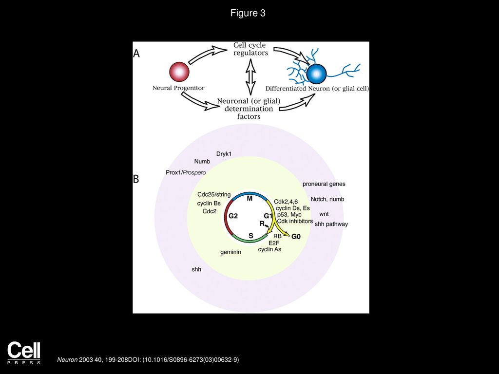 Neurogenesis and the Cell Cycle Biology Diagrams
