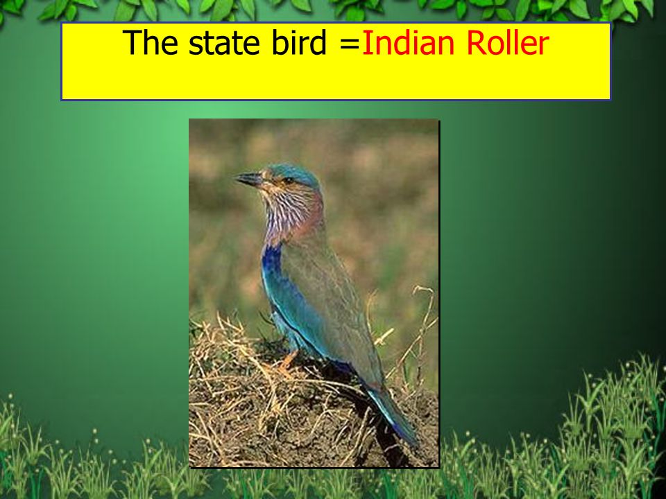 Wildlife of Karnataka ……A brief account. - ppt video online download