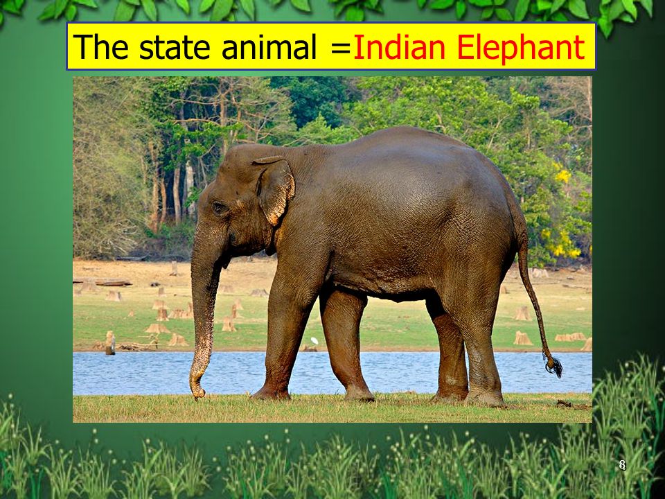 Wildlife of Karnataka ……A brief account. - ppt video online download