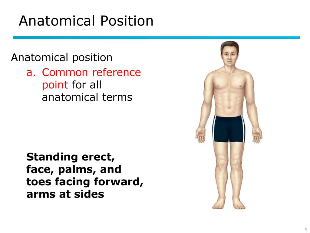 Chapter 01 Organization of the body Biology Diagrams