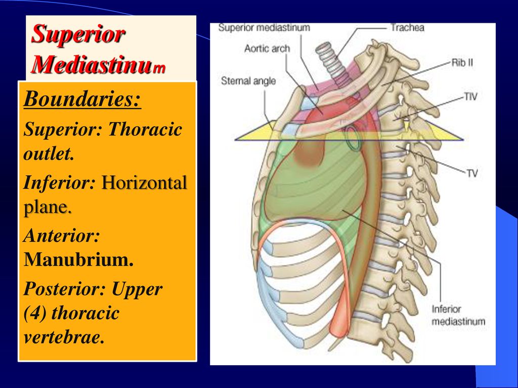 MEDIASINUM Dr Jamila EL medany. - ppt download