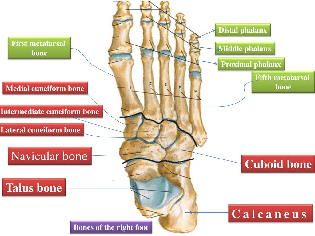 Navicular bone Cuboid bone Talus bone Calcaneus Distal phalanx