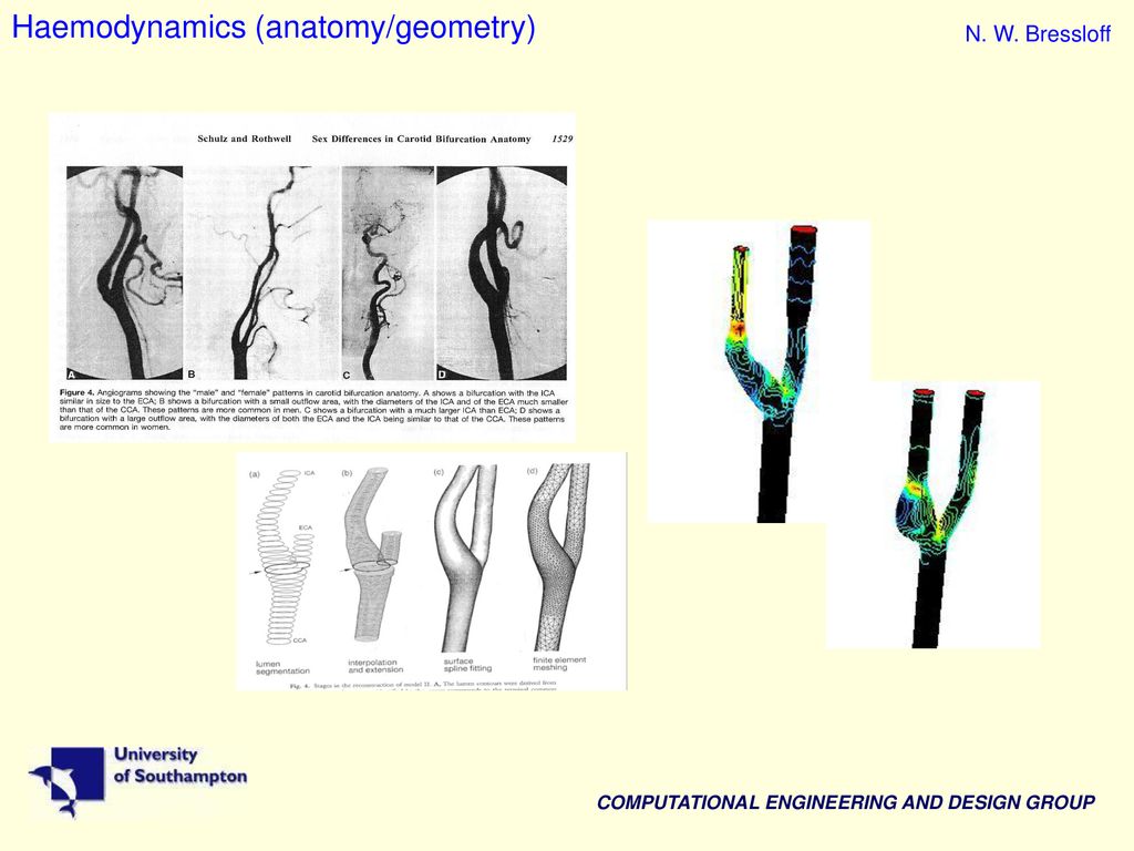 Haemodynamics (anatomy/geometry)