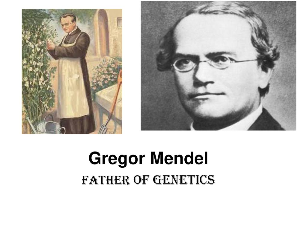 Gregor Mendel Father of Genetics - ppt download