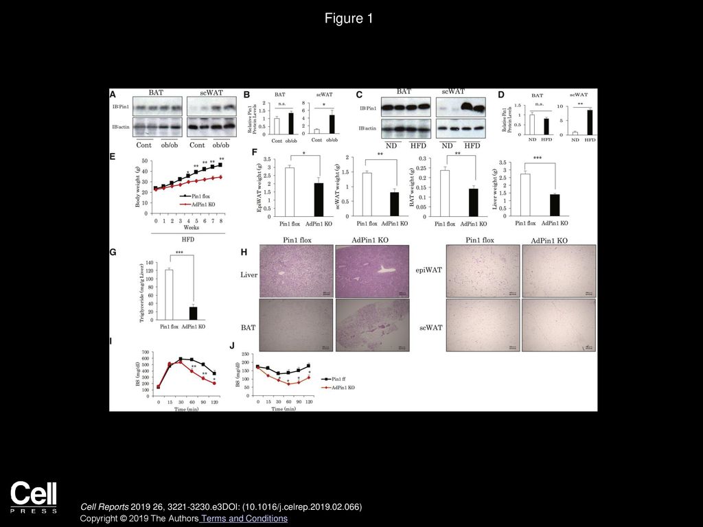 Figure 1 Deficiency of Pin1 in Adipocytes Protects against Diet-Induced Obesity.