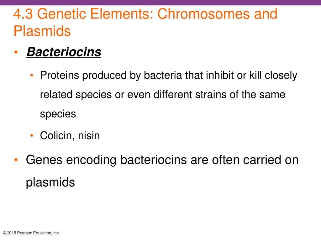 4.3 Genetic Elements: Chromosomes and Plasmids