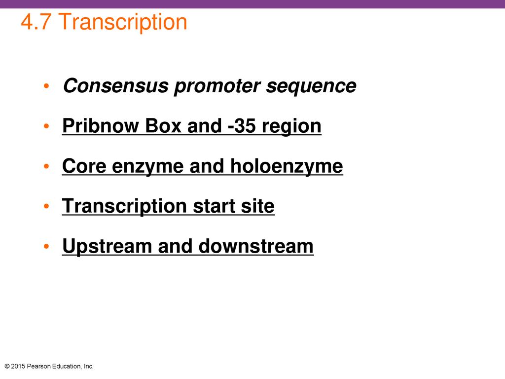 4.7 Transcription Consensus promoter sequence