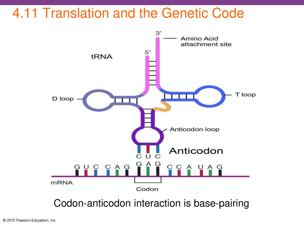4.11 Translation and the Genetic Code