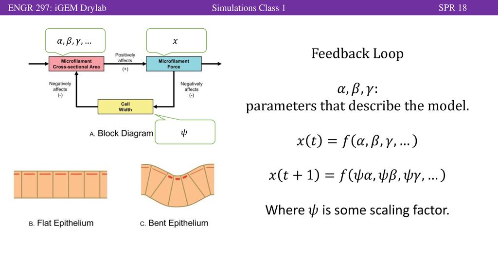 Prerequisites Intro To Biological Models Ppt Download