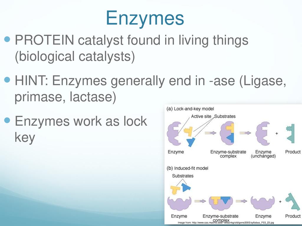 Energy & Enzymes. - ppt download