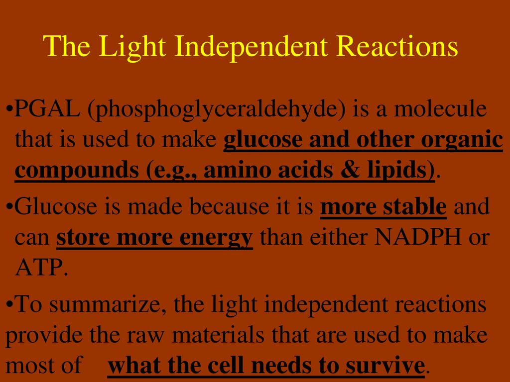 The Light Independent Reactions Ppt Download   The Light Independent Reactions 