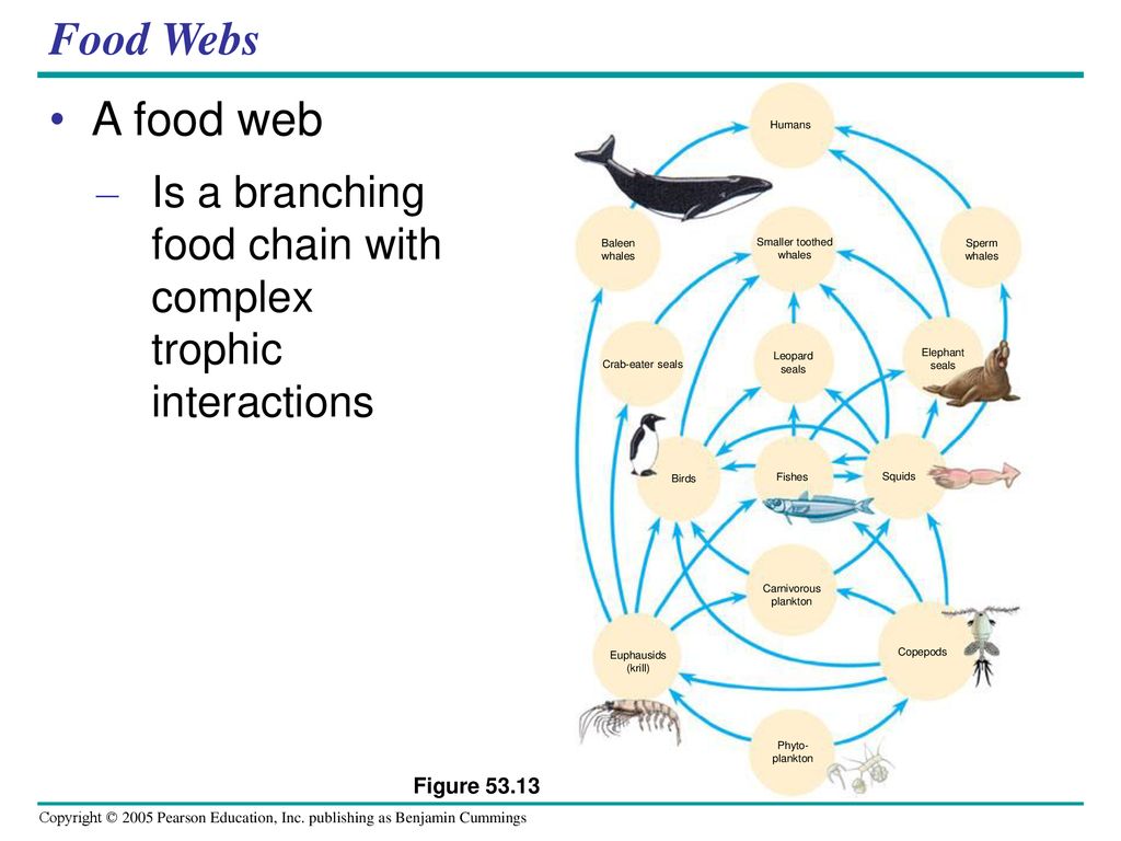 Chapter 53 Community Ecology. Biology Diagrams