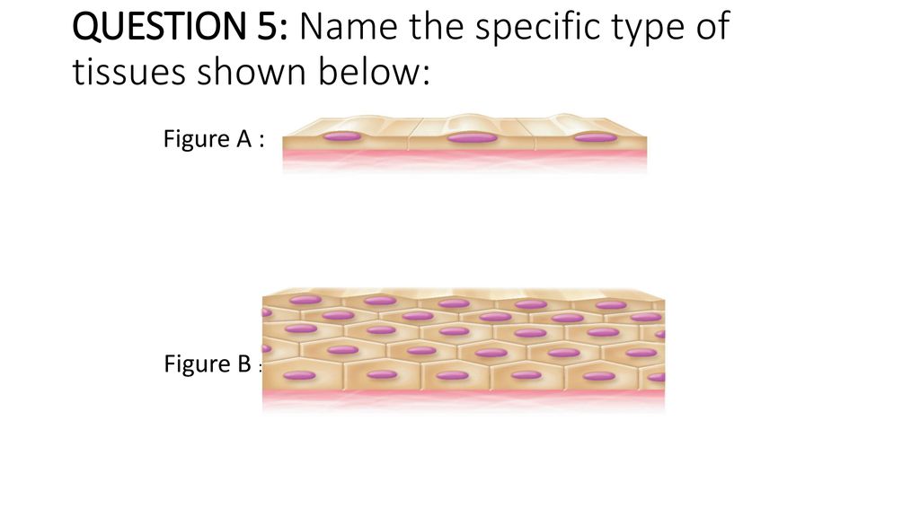 QUESTION 5: Name the specific type of tissues shown below: