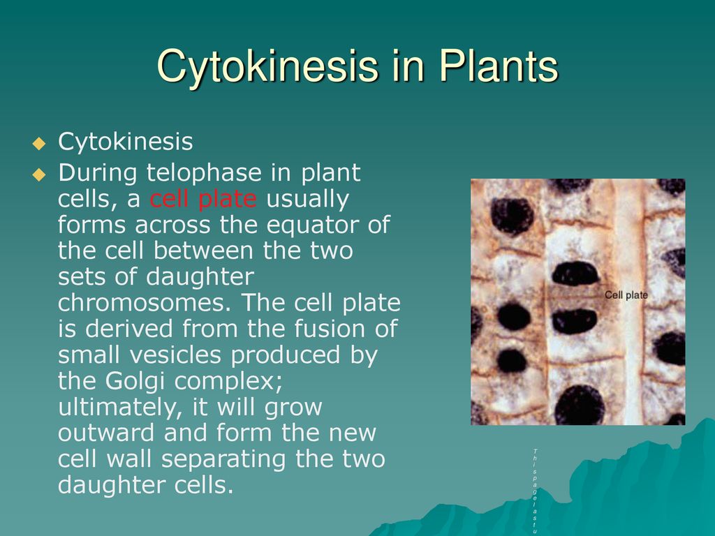Interphase, Mitosis and Cytokinesis Biology Diagrams